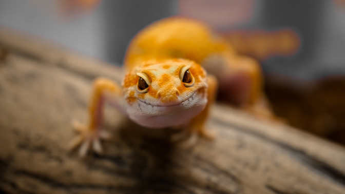 A very cute leopard gecko.